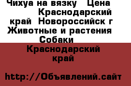 Чихуа на вязку › Цена ­ 1 500 - Краснодарский край, Новороссийск г. Животные и растения » Собаки   . Краснодарский край